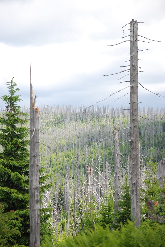 Bavarian_forest_excursion